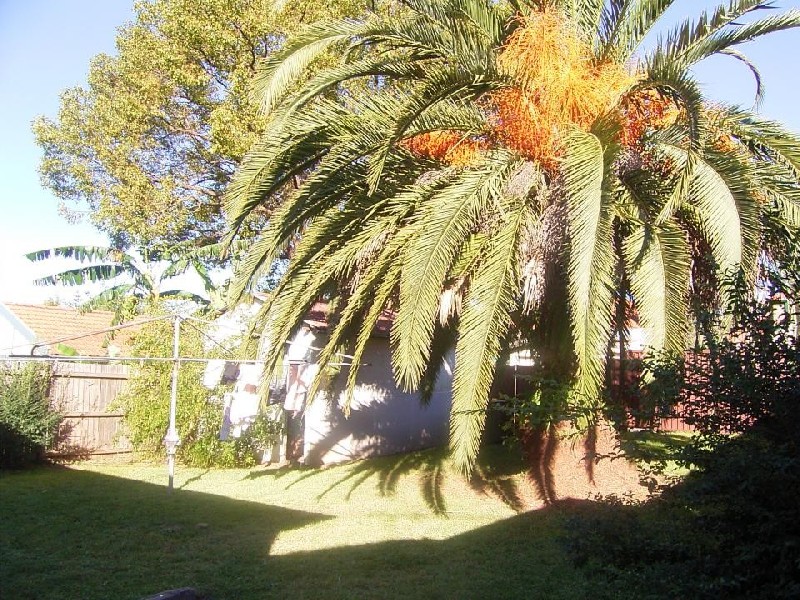 12 Violet Street, Chatswood NSW 2067