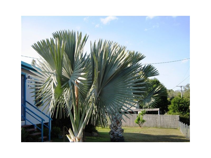 Baree QLD 4714
