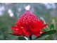 Mount Wilson NSW 2786