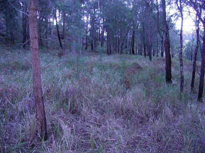 Spencer NSW 2775