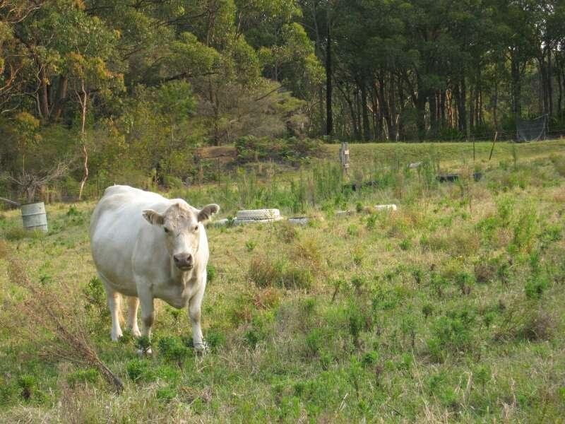 Mangrove Mountain NSW 2250