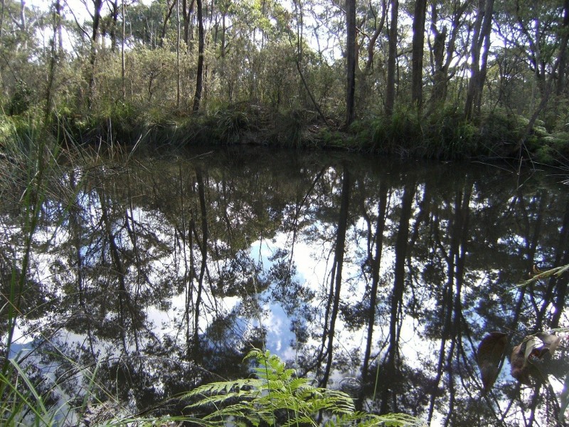 Central Mangrove NSW 2250