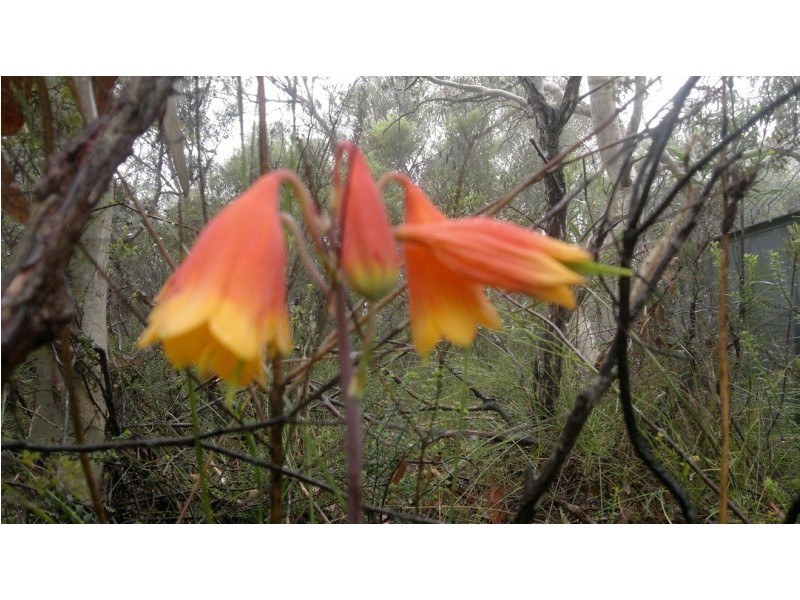 Central Mangrove NSW 2250