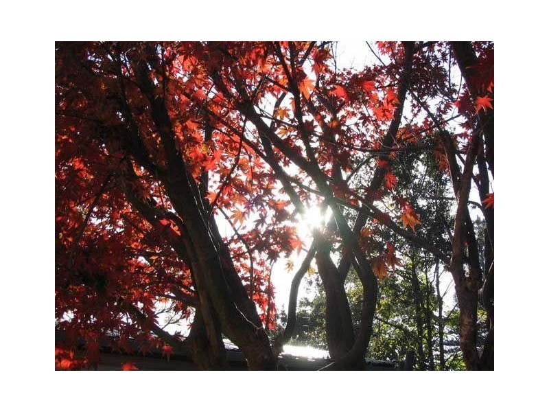 4 Karinya Place, Wahroonga NSW 2076