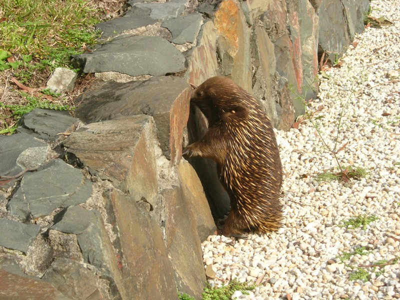 513 Yellow Rock Road, Yellow Rock NSW 2527