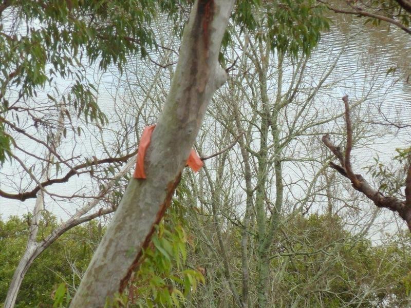 954 Forest Road, Lugarno NSW 2210