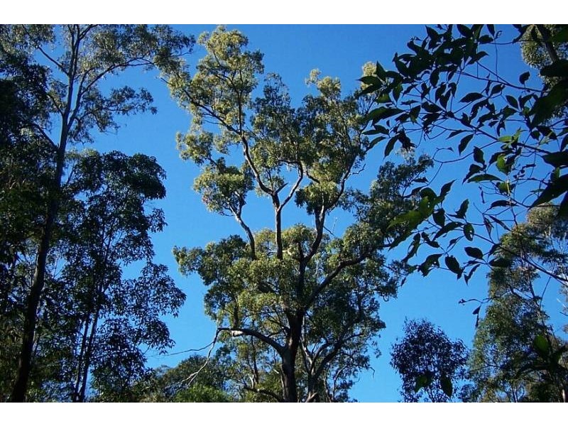 Collombatti NSW 2440