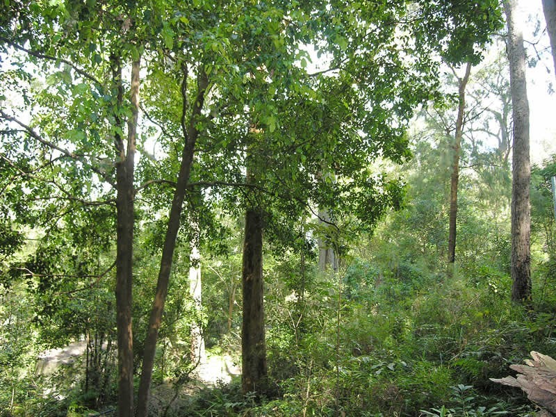 60 Thompson St, Scotland Island NSW 2105