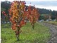 Dungog NSW 2420