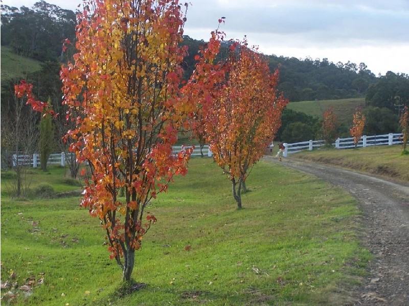 Dungog NSW 2420