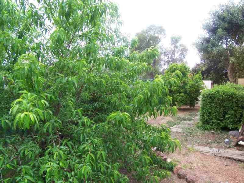 10 Robinson Avenue, Boyup Brook WA 6244
