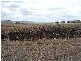 6 six, Cambooya QLD 4358
