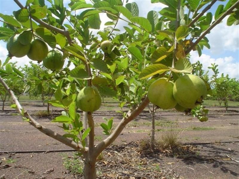 DODSON ROAD, Humpty Doo NT 0836