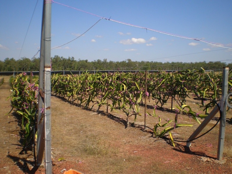 70 Nolan Rd, Lambells Lagoon NT 0822