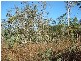 Bees Creek NT 0822
