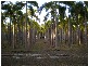 395 WHITEWOOD RD, Howard Springs NT 0835