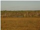 Lot 3010 Scott Road, Batchelor NT 0845