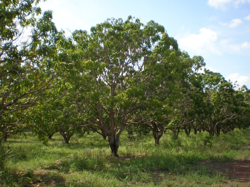 3009 SCOTT Road, Batchelor NT 0845