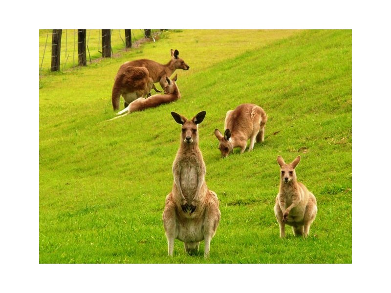 349 Leach Rd, Tamborine QLD 4270