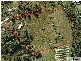Advancetown QLD 4211