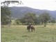 Numinbah Valley QLD 4211