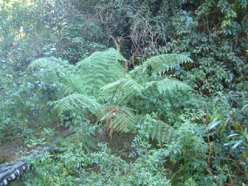 Putty Valley Road, Putty NSW 2330