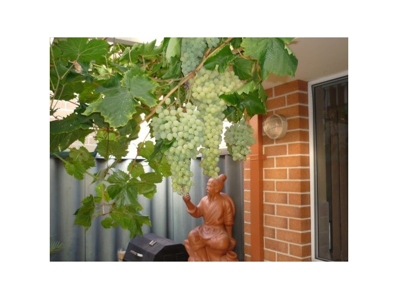 18 Towncentre Drive, Thornlie WA 6108