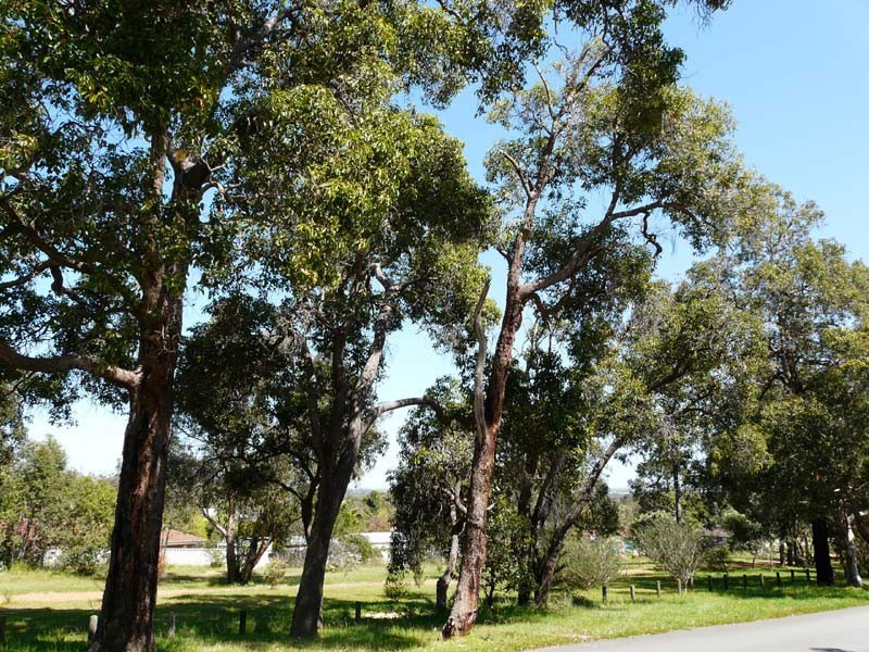 3/21 Coongan Avenue, Greenmount WA 6056
