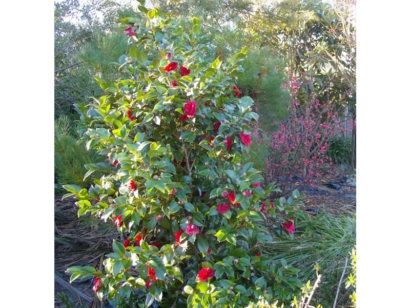 17 Colo Road, Colo Vale NSW 2575