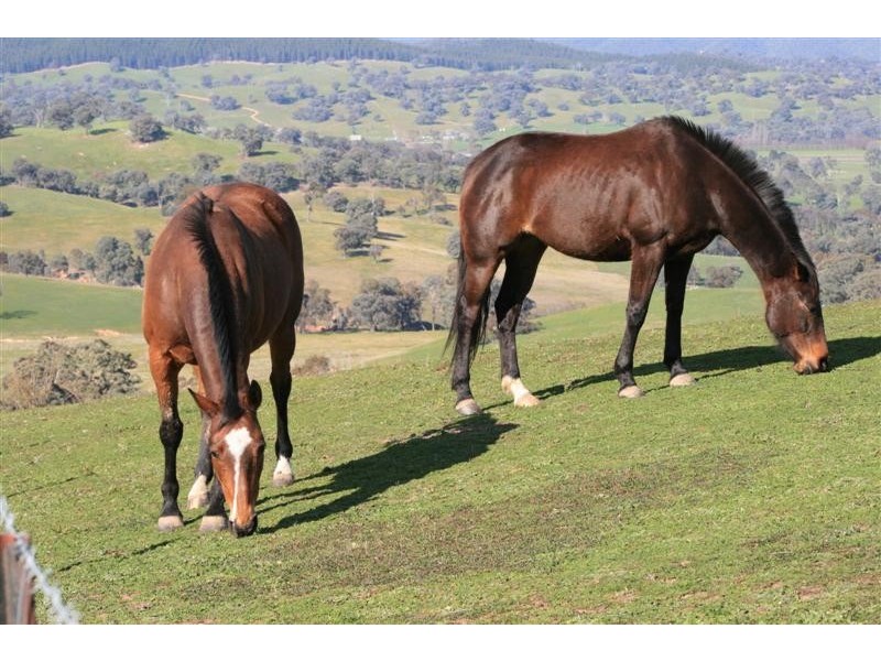 Mansfield VIC 3722