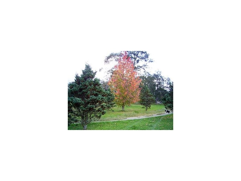 276 South Island Loop Road, Upper Orara NSW 2450