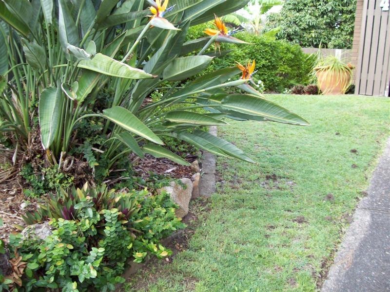 64 Moraby Street, Keperra QLD 4054