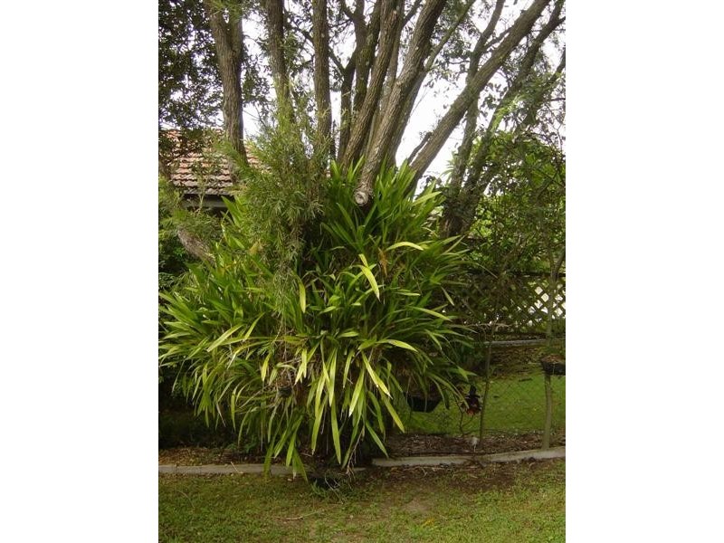16 Dempsey Street, Annerley QLD 4103