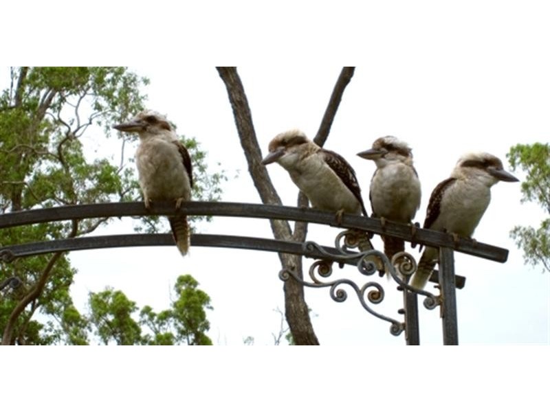 90 Surprise Creek Road, Mount Ossa QLD 4741