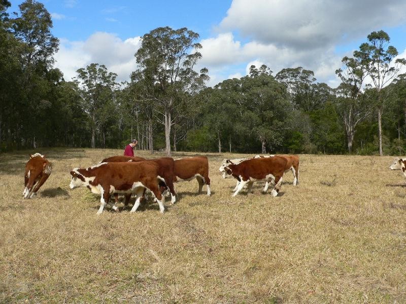 Limeburners Creek NSW 2324