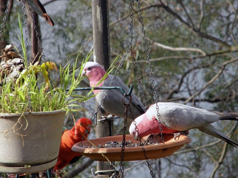 Lower Portland NSW 2756