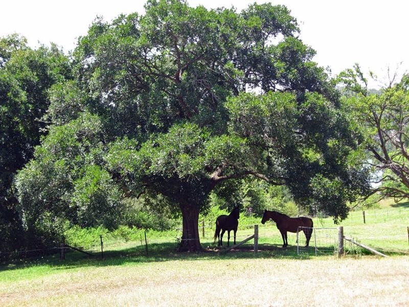 114 Manning Road, Sackville North NSW 2756