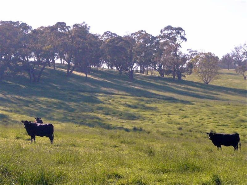 Orange NSW 2800
