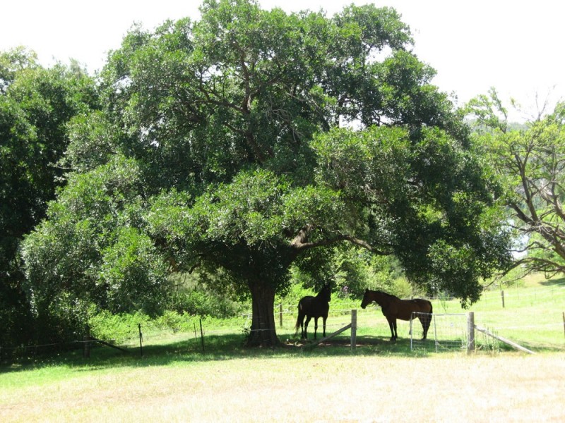 Sackville North NSW 2756