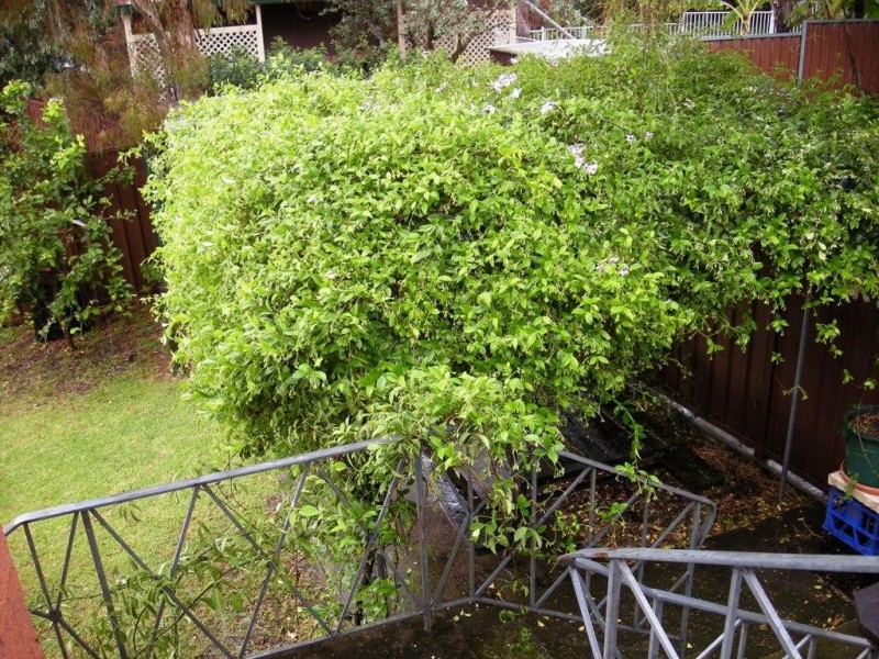 4 Emma Crescent, Wentworthville NSW 2145