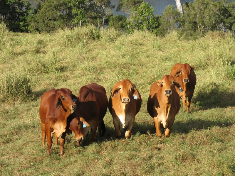 00 Lagoon Park, Wallaville QLD 4671