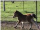Wauchope NSW 2446