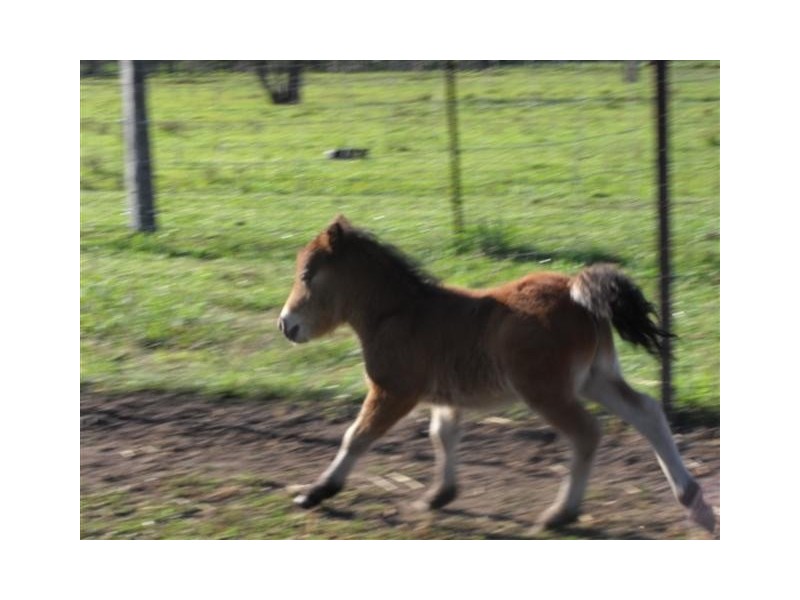 Wauchope NSW 2446