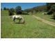 Kindee NSW 2446