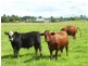 Wauchope NSW 2446