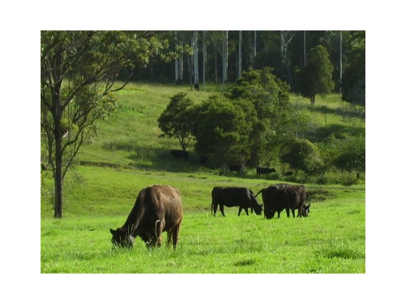 Frazers Creek NSW 2446