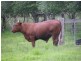 Mortons Creek NSW 2446