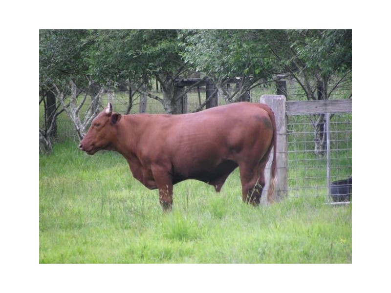 Mortons Creek NSW 2446