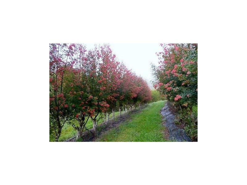 Hollisdale NSW 2446