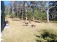 Birdwood NSW 2446